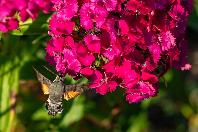 Free Flower Pollination photo and picture