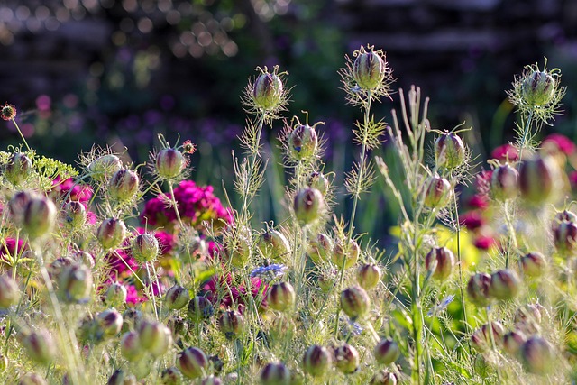 Free Flower Nature photo and picture