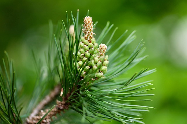 Free Pine Cones Nature photo and picture