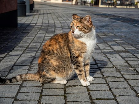 Pisică, Felină, Kitty, Rătăcit, Oraș
