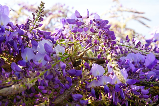 Free Plants Blossoms photo and picture