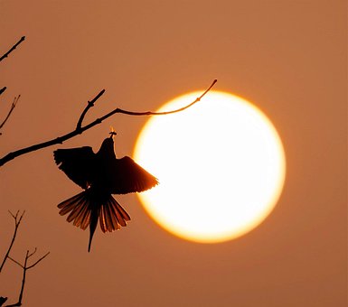 Free Sunset Nature photo and picture