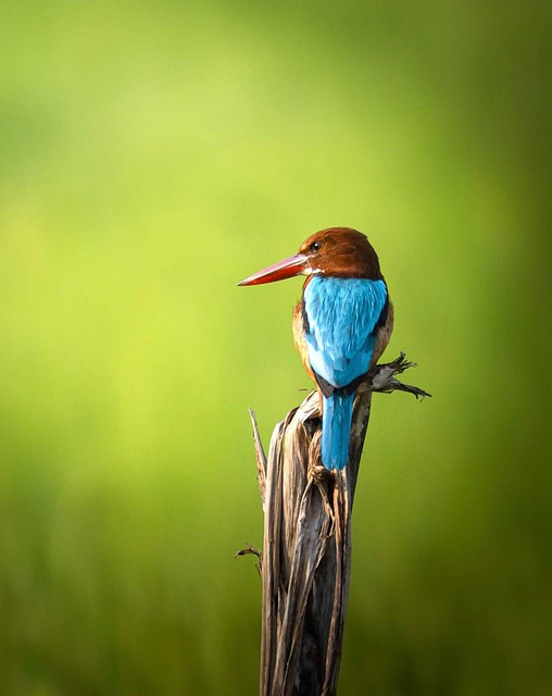 Free Kingfisher Wildlife photo and picture