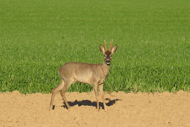ノロジカ 野生 自然 - Pixabayの無料写真 - Pixabay