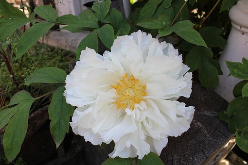 Free Flower Peonies photo and picture