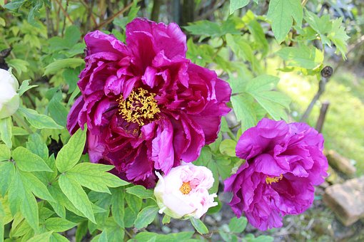 Free Flower Peonies photo and picture