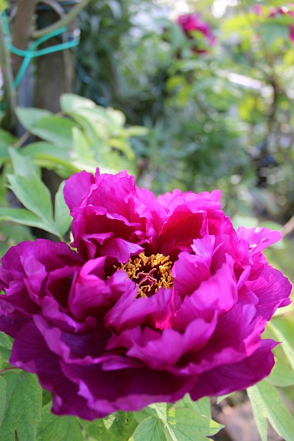 Free Flower Peonies photo and picture