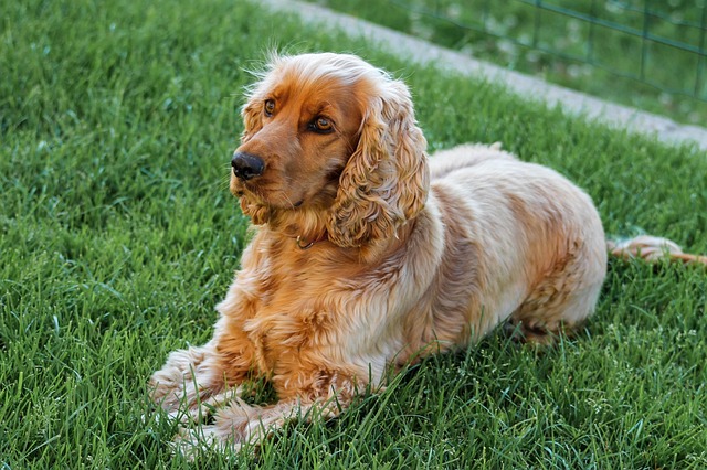 Cocker Spaniel, Engelse Cocker Spaniël