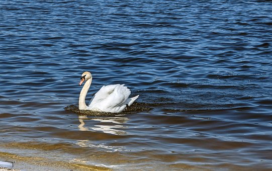 Cisne, Lago, Pájaro, Serenidad