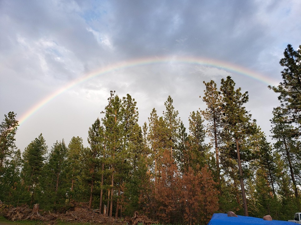 Rainbow Tree Pine Trees - Free photo on Pixabay - Pixabay