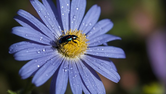 Download free HD stock image of Ai Generated Beetle Free ai generated beetle insect illustration