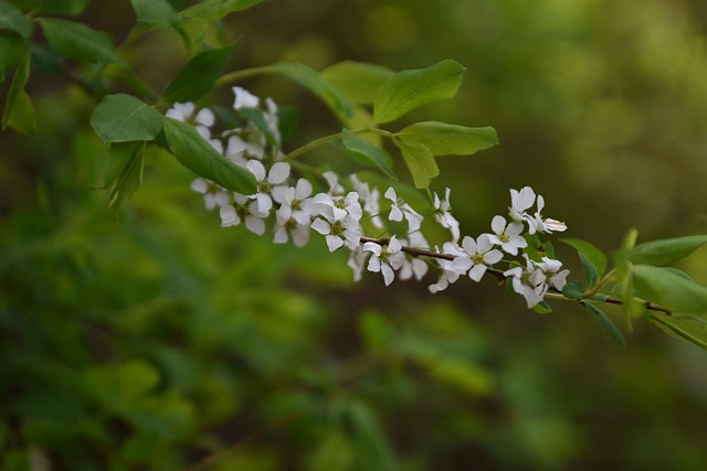 Blume, Wiesenblume, Frühlingsblumen