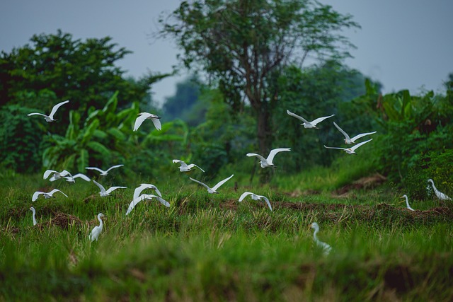 Wild, Kran, Grus, Natur, Tierwelt, Tier