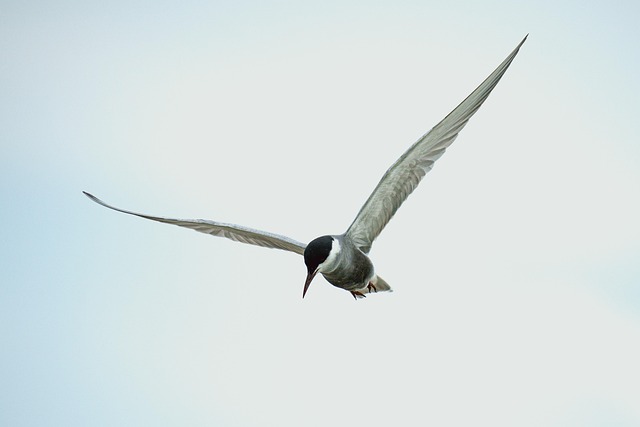 Wild, Natuur, Dieren In Het Wild, Dier