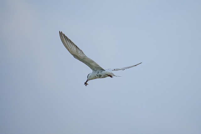 Wild, Natuur, Dieren In Het Wild, Dier
