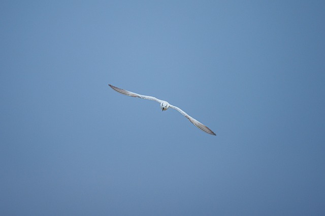 Wild, Natuur, Dieren In Het Wild, Dier