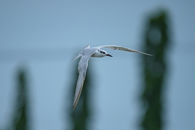 Wild, Natuur, Dieren In Het Wild, Dier