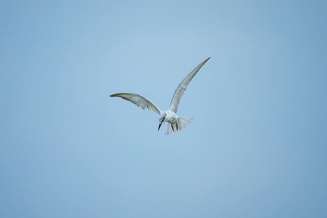 Wild, Natuur, Dieren In Het Wild, Dier