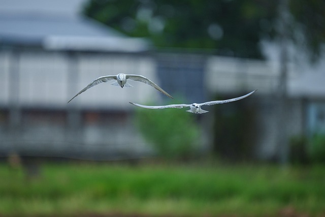 Wild, Natuur, Dieren In Het Wild, Dier