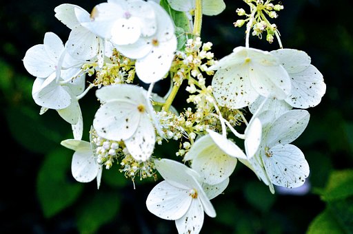 Free Flowers Nature photo and picture