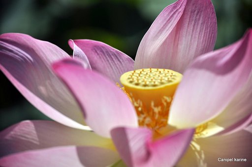 Free Water Lily Lotus photo and picture