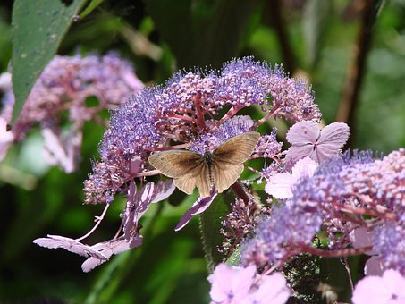 Free Flowers Hydrangeas photo and picture