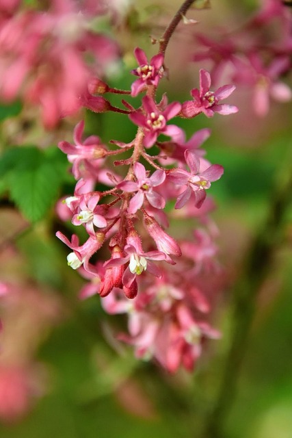 Free Currants Pink photo and picture