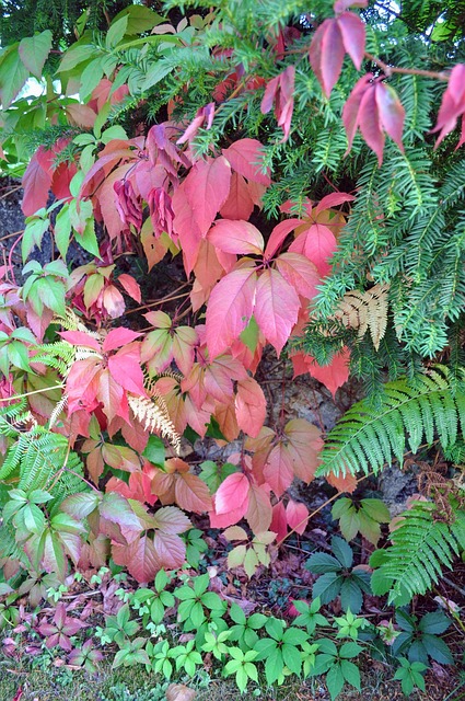 Free Fall Foliage photo and picture