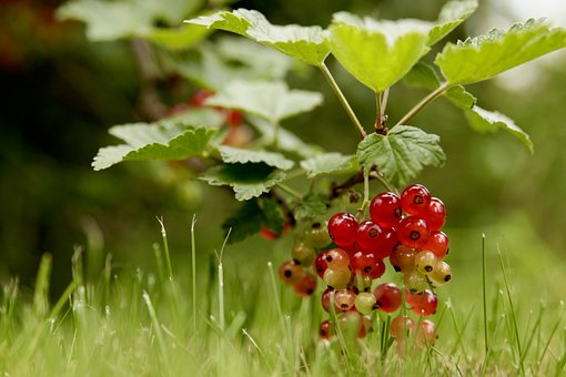 Free Currants Berry photo and picture