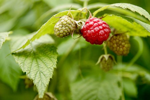 Free Fruit Berry photo and picture
