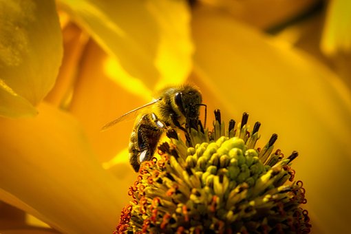 Free Bee Nature photo and picture