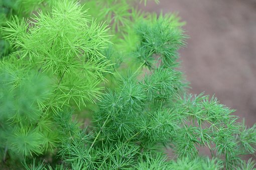 Free Plant Photo photo and picture