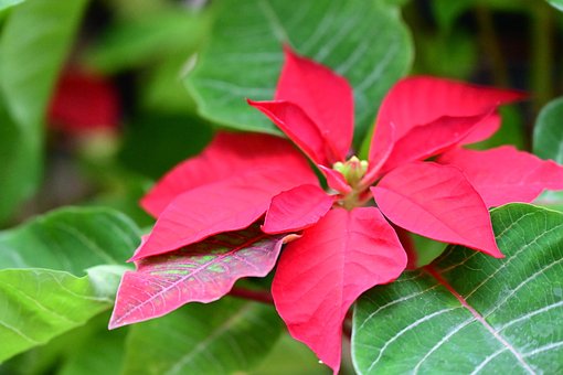 Free Flowers Plant photo and picture