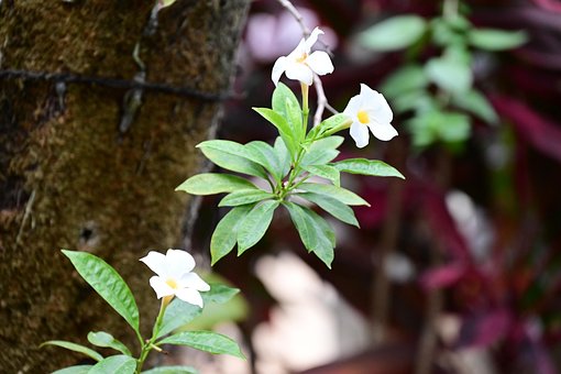 Free Flowers Plant photo and picture