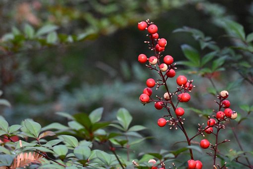 Free Plant Wood photo and picture