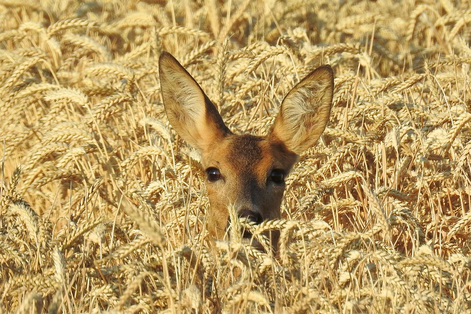 Deer Wild Hide Roe - Free photo on Pixabay - Pixabay