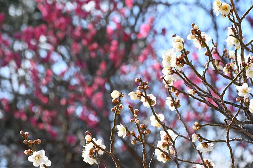 Free Plum K photo and picture
