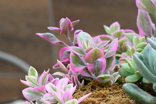 Free Cactus Succulents photo and picture