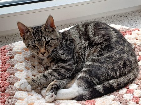 Kat, Huisdier, Katje, Kittens, Kitty