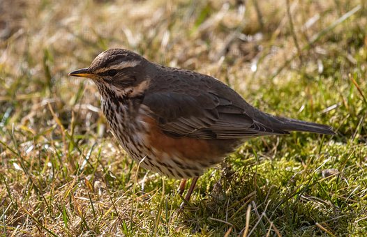 Free Red-Sided Thrush Thrush photo and picture