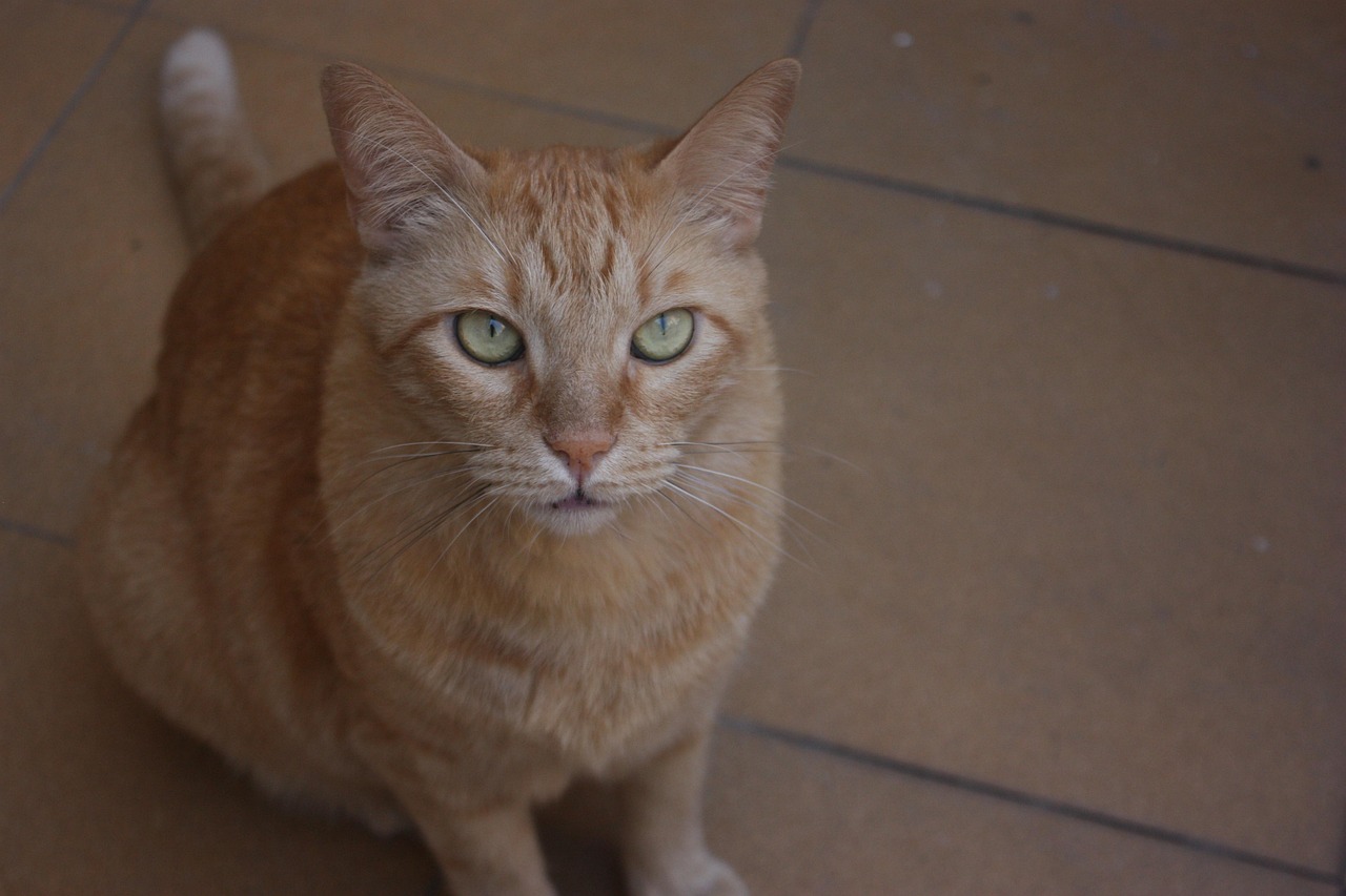 Gato Naranja Naranjita - Foto gratis en Pixabay - Pixabay