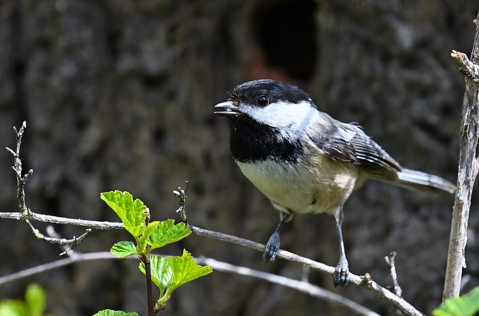 Black Capped Chickadee - Free photo on Pixabay