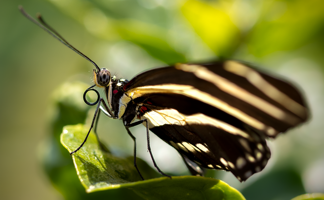 Zebra Longwing Sommerfugl, Sommerfugl