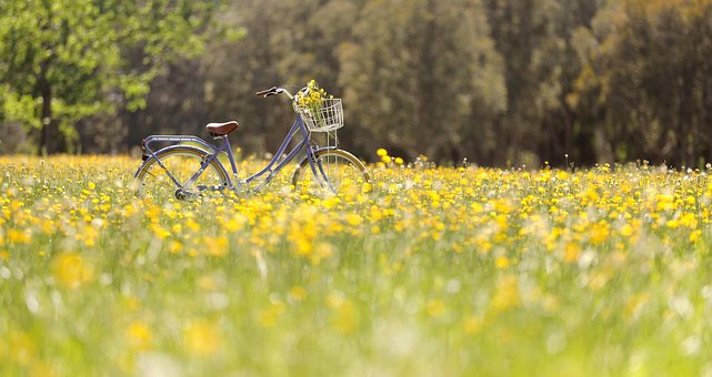 Flori, Flori Galbene, Bicicleta Clasica