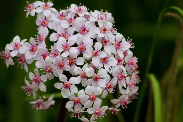 Download free HD stock image of Shield Sheet Darmera Peltata Free Shield Sheet Darmera Peltata photo and picture