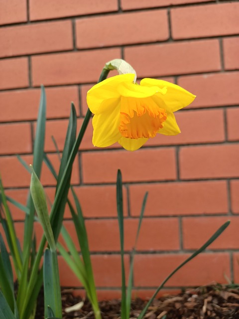 Narciso, Amarelo, Tijolo Vermelho