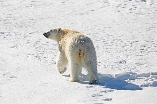 Urso Polar, Ártico, Natureza