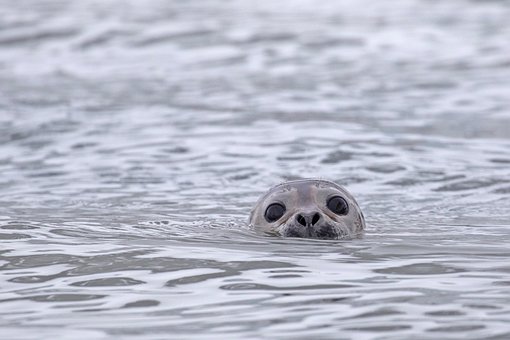 Selo, Oceano, Curioso, Animais Selvagens