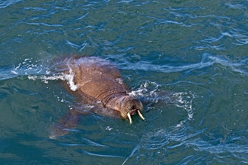 Morsa, Oceano, Agua, Amigáveis, Curioso