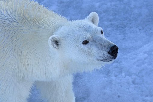 Urso Polar, Animal, Ártico